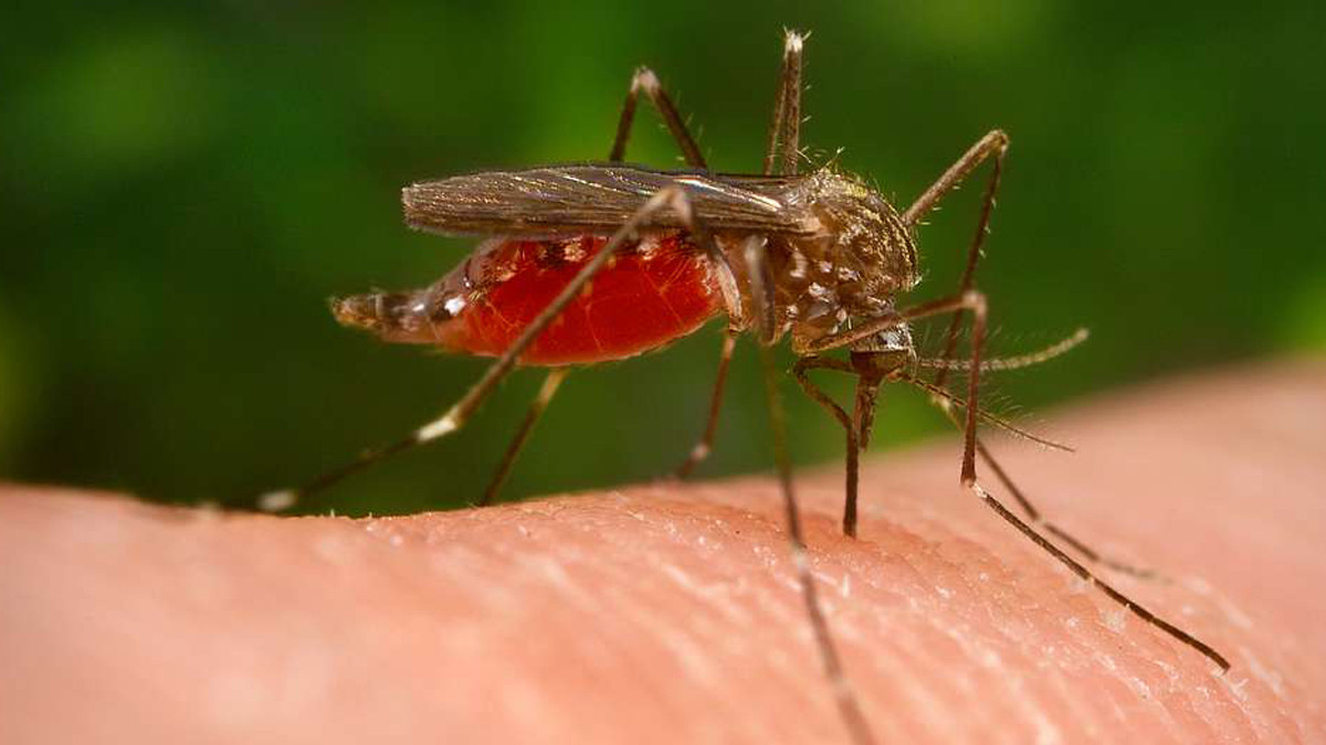 Japanese encephalitis claims three lives in Makawanpur