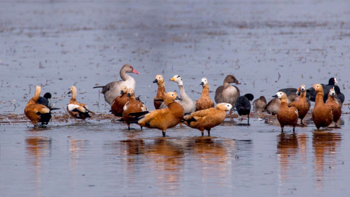 Two new species of birds spotted in Nepal