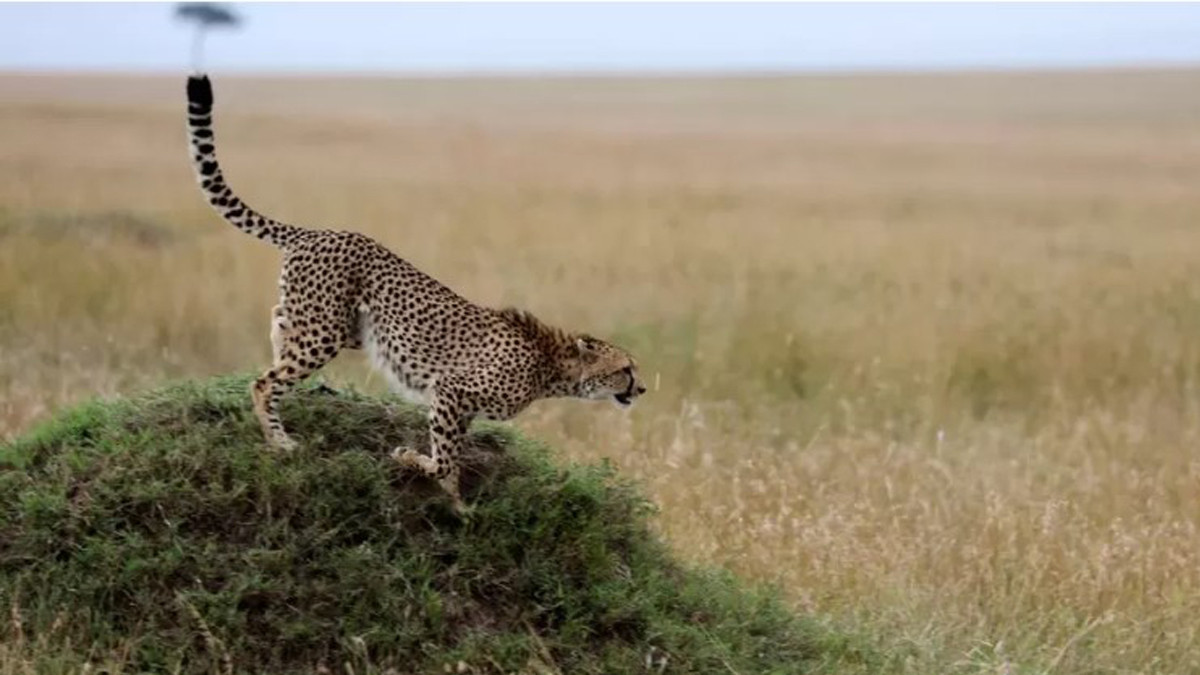 Cheetahs make a return to India after 70 years