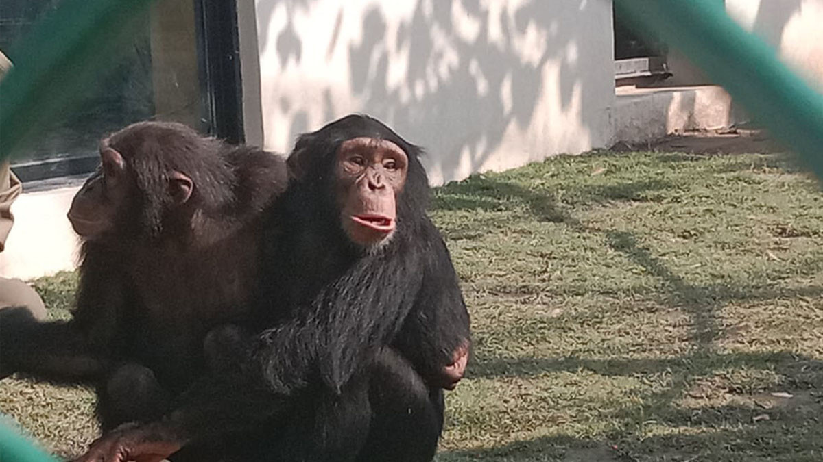 Chimpu and  Champa on display at central zoo