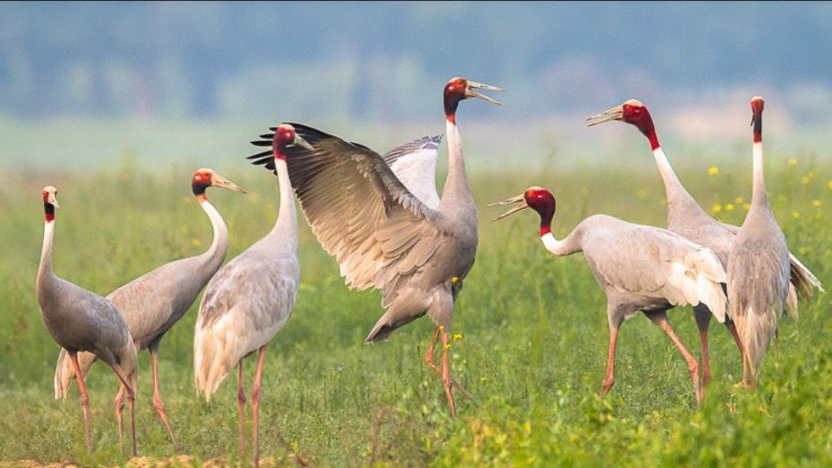 Buddha's bird, the Sarus crane, faces threats