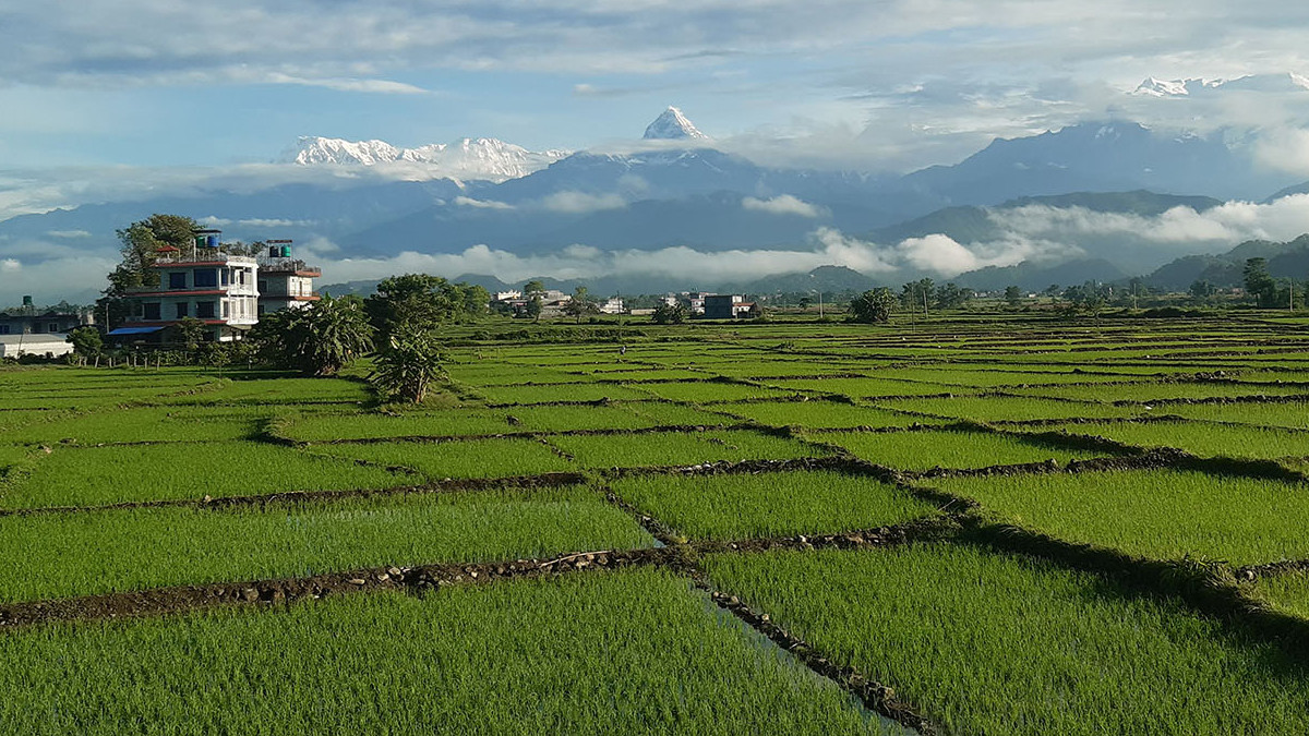 Whiteflies destroy seed-bearing paddy in Nawalparasi East