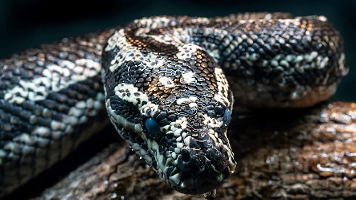 Python rescued  in Tanahu