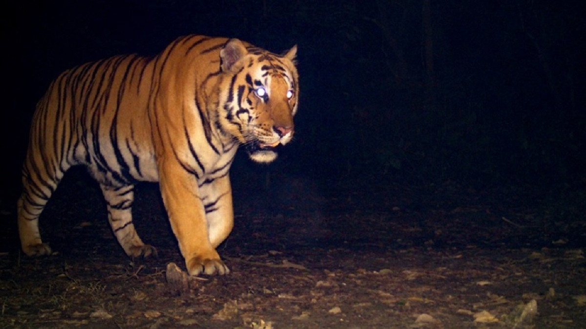 Tiger devours 3 crocodiles