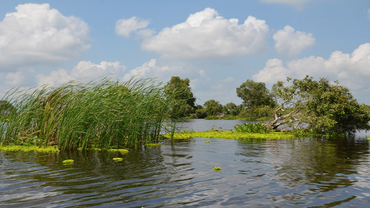 Land encroachment among other activities posing threat to wetlands in Nepal