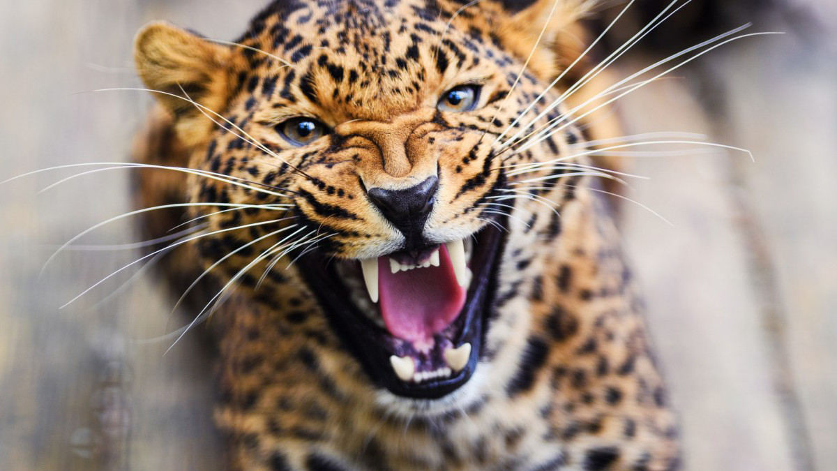 Mother braves leopard to save her son