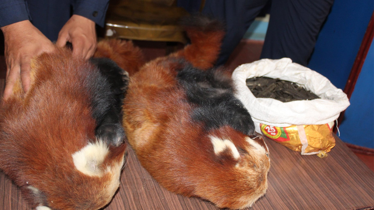 Four arrested with red panda skin