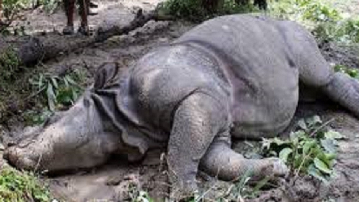 One rhino dies in every eight days in Nepal – Authorities fail to maintain zero poaching year for two years 