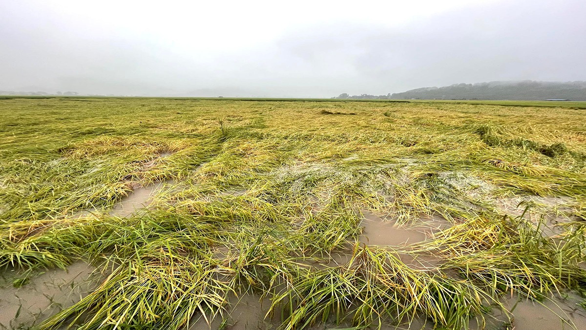 Monsoon exit delayed: Farmers urged to postpone harvesting plan