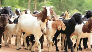 Cooperatives sells goats worth 7 million in Dashain