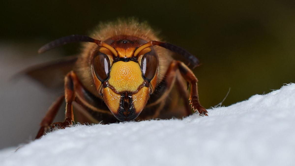 One dies, two injured from hornet sting