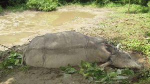 Rhino found dead in Chitwan