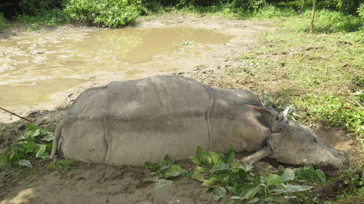 Adult rhino found dead in Chitwan National Park