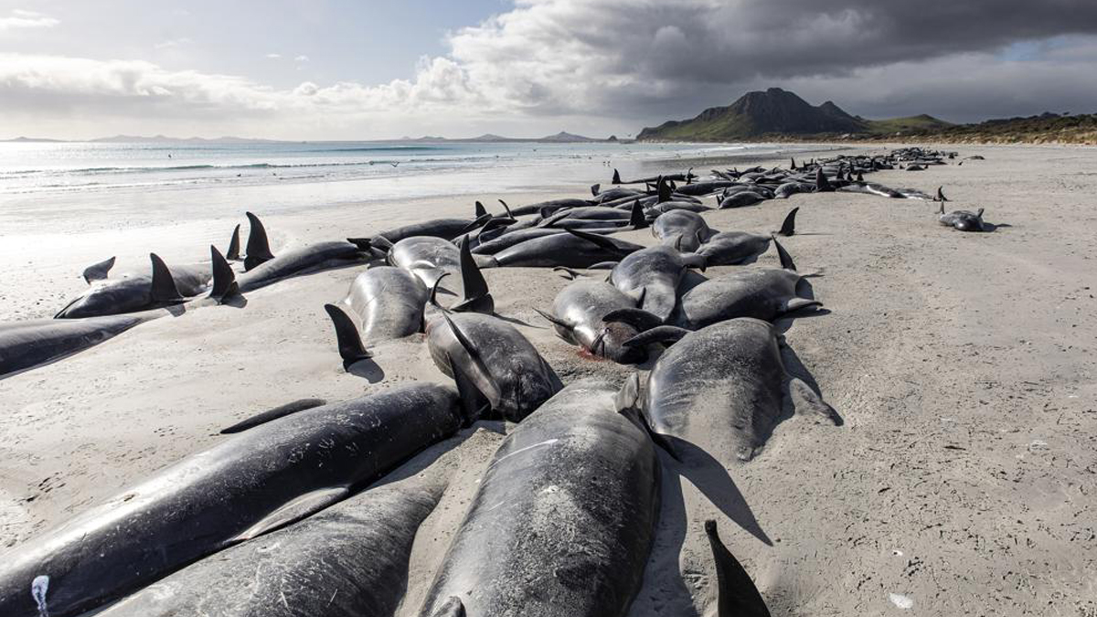 477 whales die in ‘heartbreaking’ New Zealand strandings