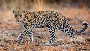 Three injured in leopard attack in Waling
