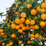Government Declares Orange as Nepal’s National Fruit