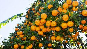 Syangja farmers elated with increase in orange production