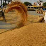 Agriculture Ministry Projects Rice Yield at 5.9 Million Metric Tonnes for Current Fiscal Year