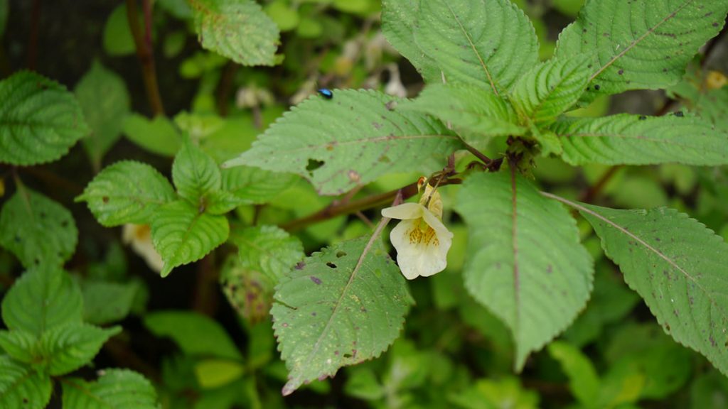 new-species-of-plant-found-in-myagdi-epardafas