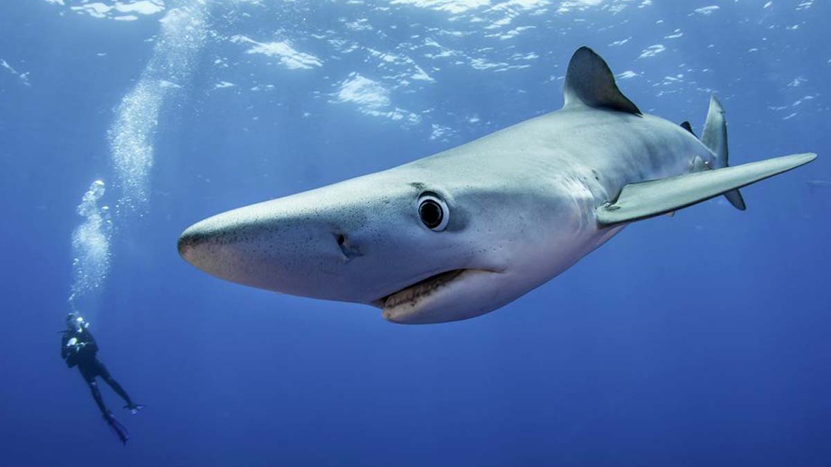 Sharks and songbirds get new trade protections