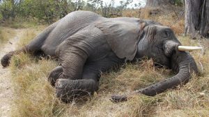 Wild elephant found dead in Jhapa
