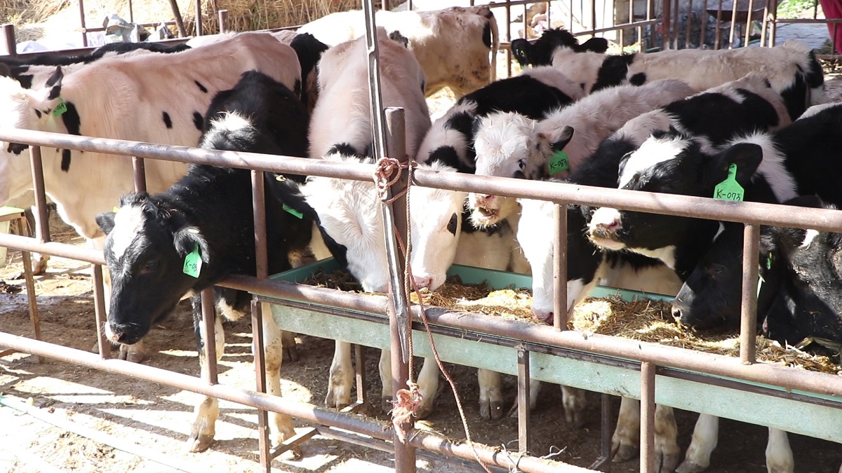 Cows imported from South Korea distributed to farmers