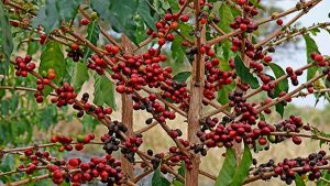 With international market available, more youths attracted to coffee farming in Gulmi