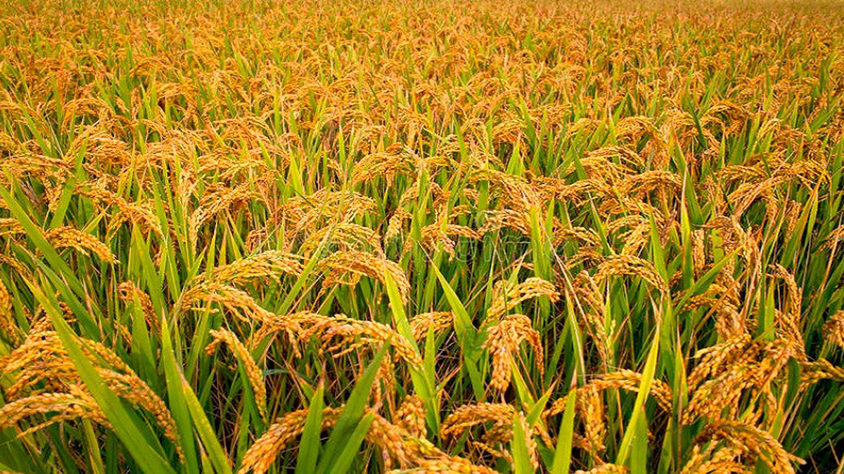 Paddy production in Palpa increases