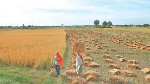 Chitwan records rise in paddy production