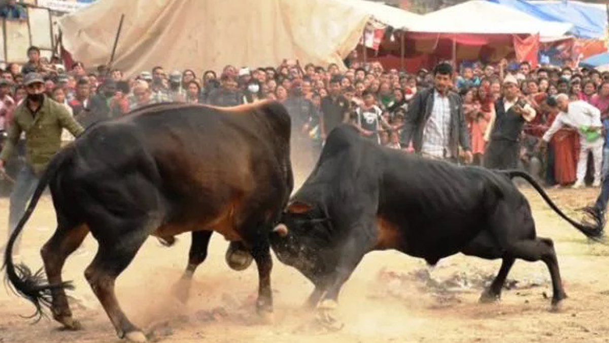 Bull fight to be organized in Dhading