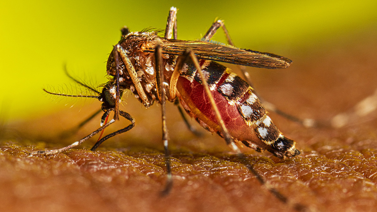 Dengue Serotype 3 cases increase this year