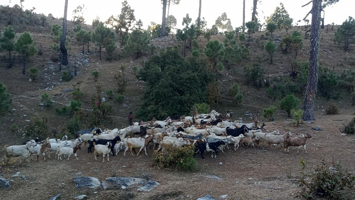 ‘Goat farming turns lucrative income source’