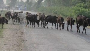 Stray cattle pose risks at Bhimdatta Municipality