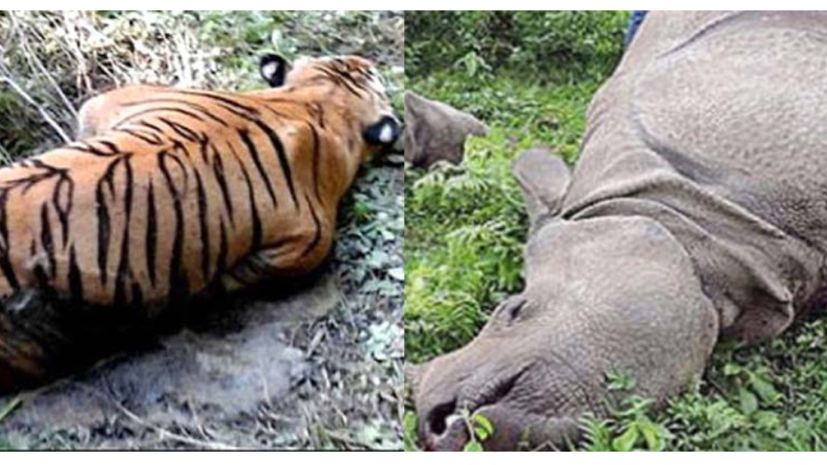 Tiger, rhino found dead inside CNP