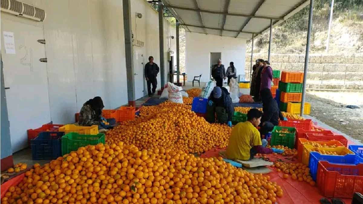 Tehrathum farmers happy with the operation of cold storage