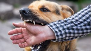 25 injured in a rabid dog attack