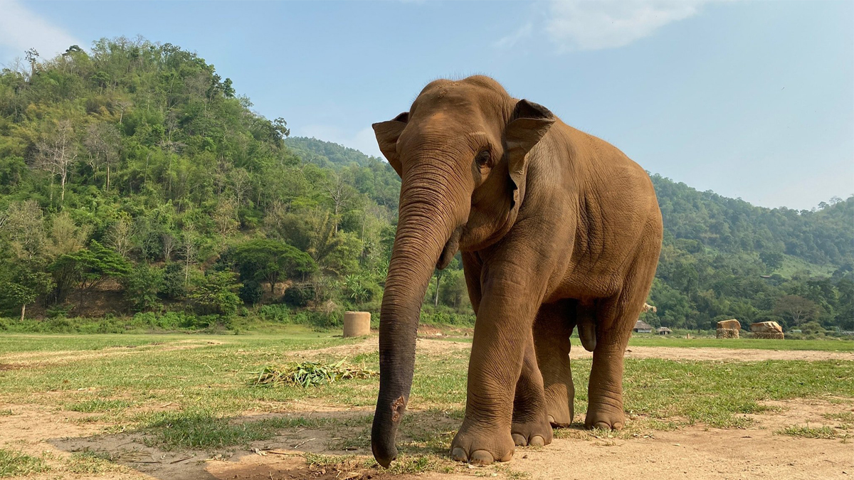 Govinde, the unruly elephant in CNP, administered sedative