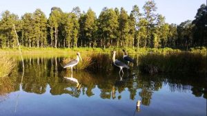 Emphasis laid on conserving forest wetlands