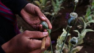Opium production in Myanmar surges to nine-year high