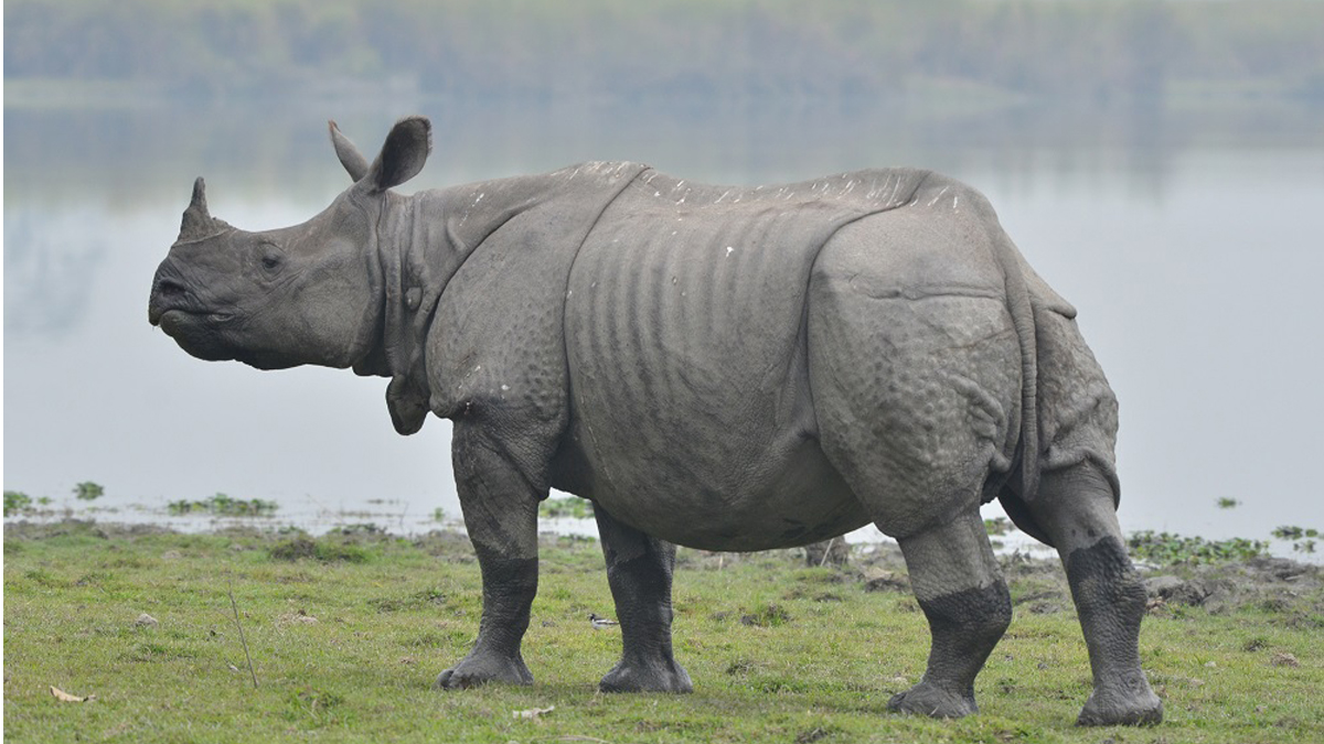 One-horned rhino priceless asset of Nepal, says PM