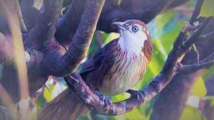 Resunga reports five more species of birds
