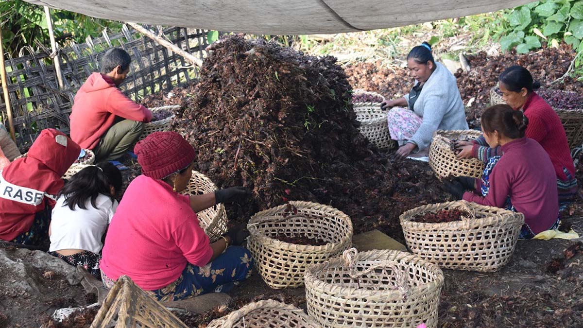 Farmers of Lamjung find their calling in black cardamom farming