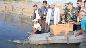 Crocodiles grown in breeding centre released into natural habitat