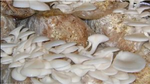 Nawalparasi farmers make good income from mushroom farming