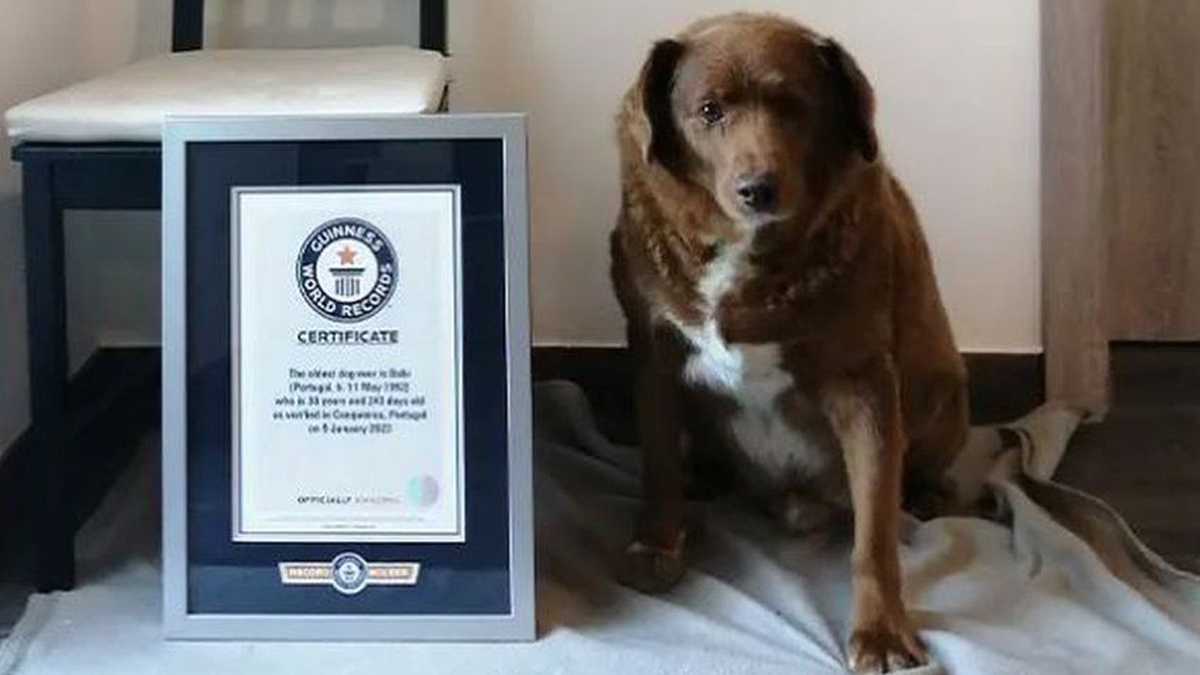 Bobi breaks world record for oldest dog ever
