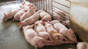 Over 2,800 pigs died due to swine fever