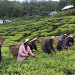 Nepal’s Tea Exports Surge by 36% in First Quarter, Cardamom Exports Decline