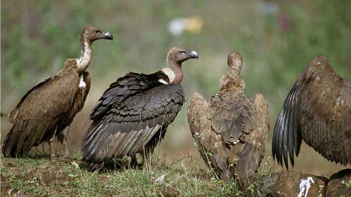 Availability of animal carcasses attracting vultures in Tanahun