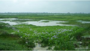 World Wetlands Day 2023 being observed across the country