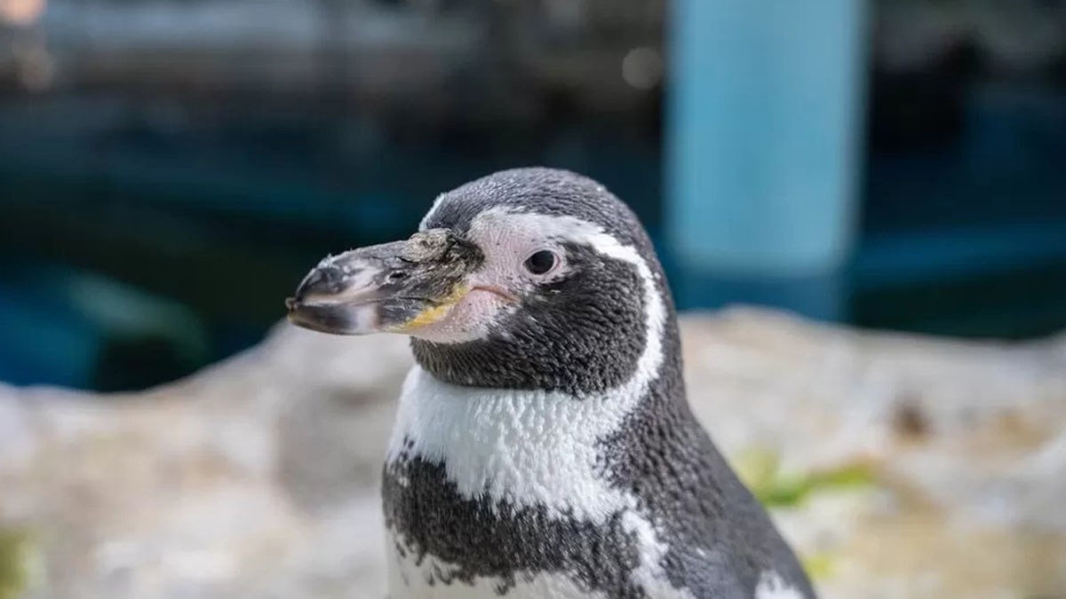 The penguins given world-first cataract surgery